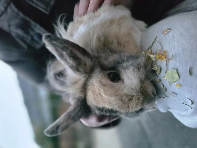 2 lieve konijnen gratis aangeboden - afbeelding 2