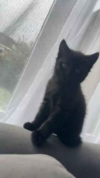 Britsche korthaar kittens te koop - afbeelding 5