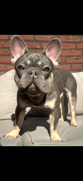 Aanhankelijke Franse bulldog reu van 1,5 jaar - afbeelding 1