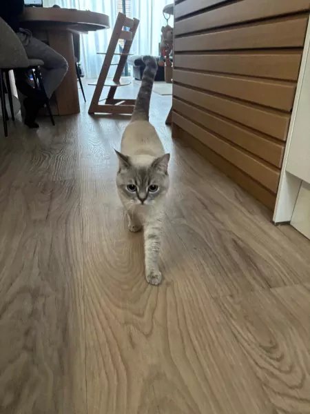 Prachtige Britse Korthaar kater zoekt een liefdevol thuis - afbeelding 2