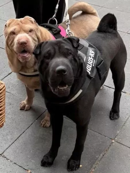 7 Jaar Ginger - Teefje Shar-pei - afbeelding 2