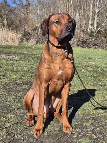 Nieuw thuis voor onze mooie Rody - afbeelding 3