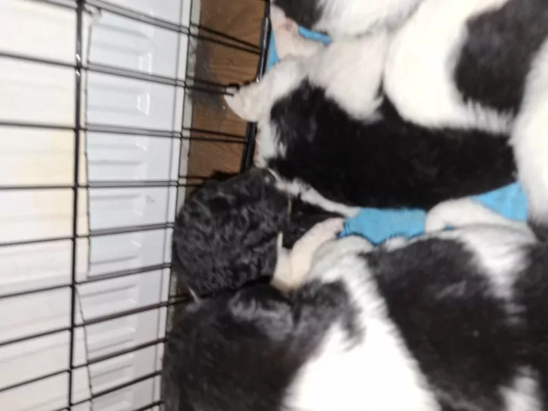 Stabij pups - afbeelding 1