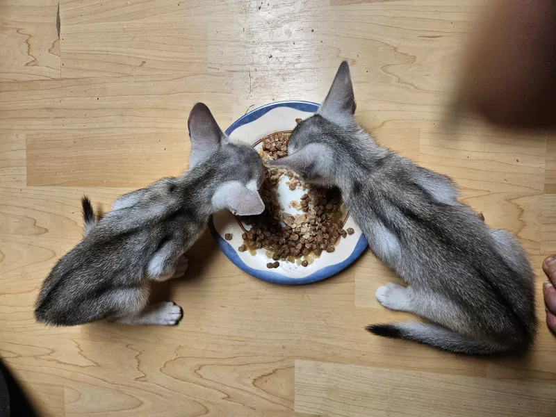 Zwart zilver kittens - afbeelding 2