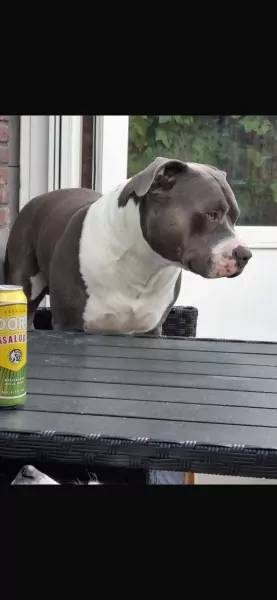 Amerikaanse Stafford Pup - afbeelding 6