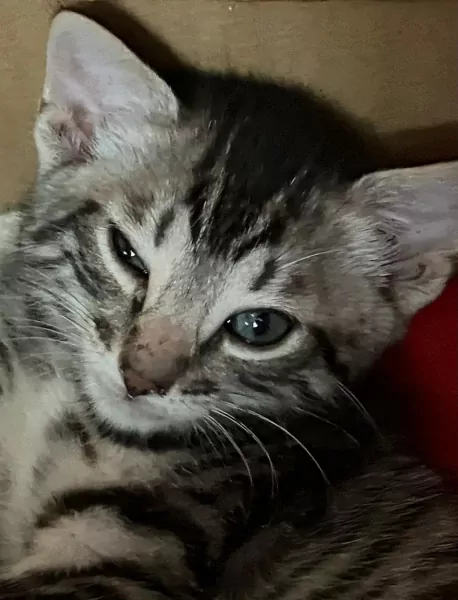 Twee lieve Bengaalse kittens - afbeelding 3