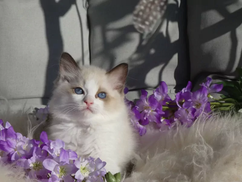 Raszuivere Ragdoll kittens uit geteste ouders met stamboom. - afbeelding 6