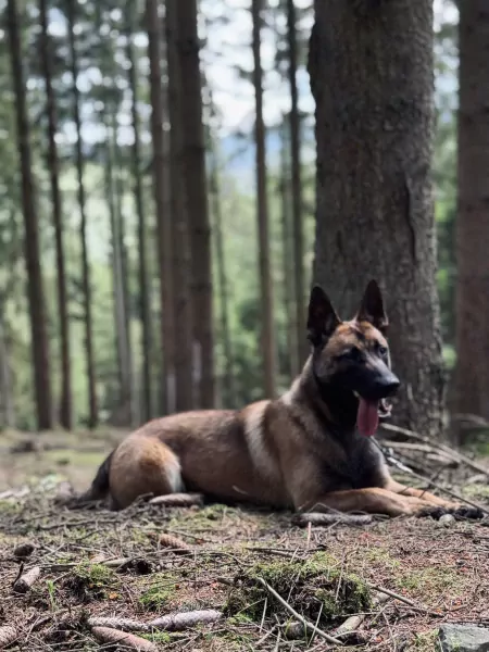 Mechelse Herder Nala - afbeelding 6