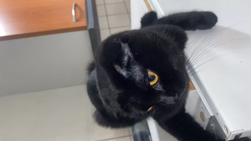 Te koop Lieve Poes - afbeelding 2