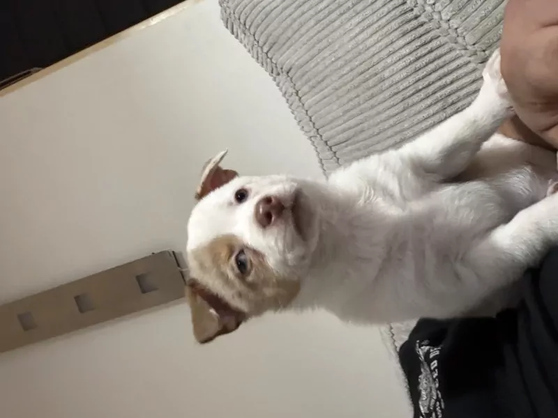 Ik ben bella - afbeelding 6