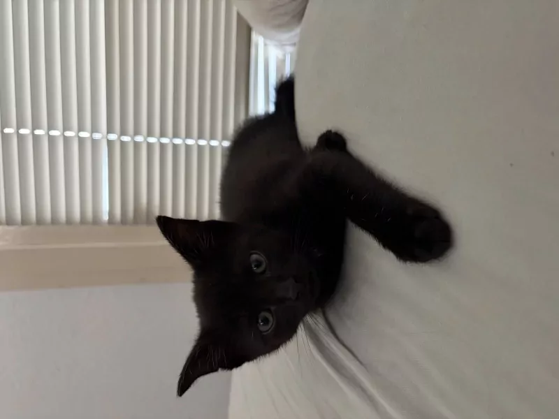Kitten zoekt huisje! - afbeelding 3