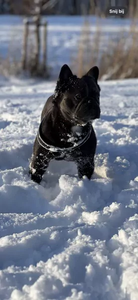 Fluffy franse buldog 2 jaar - afbeelding 6