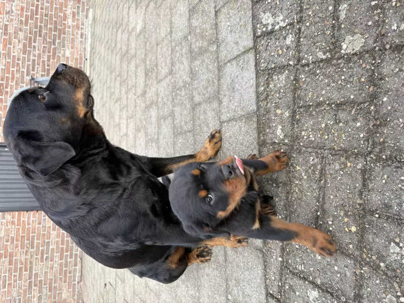 Rotweiler pup te koop - afbeelding 2