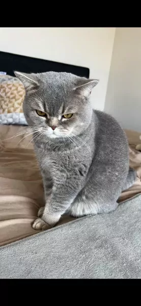 Teddy🥰 - afbeelding 4
