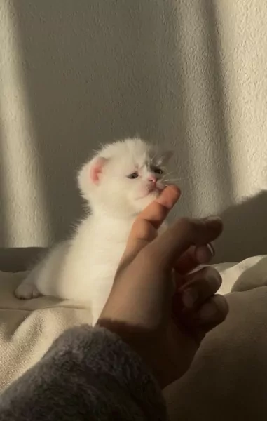 British korthaar kitten - afbeelding 3