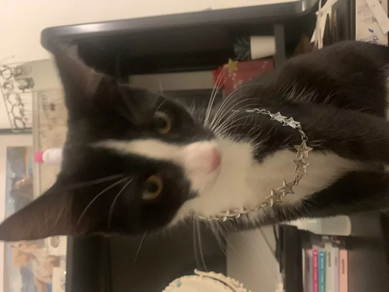 Kittens te koop - afbeelding 4