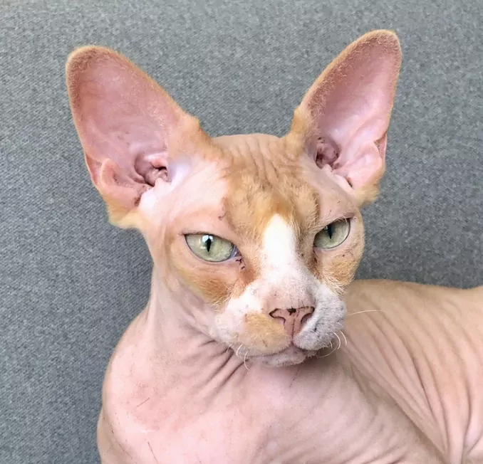 Twee aanhankelijke Sphynx katten zoeken een blijvend thuis - afbeelding 2