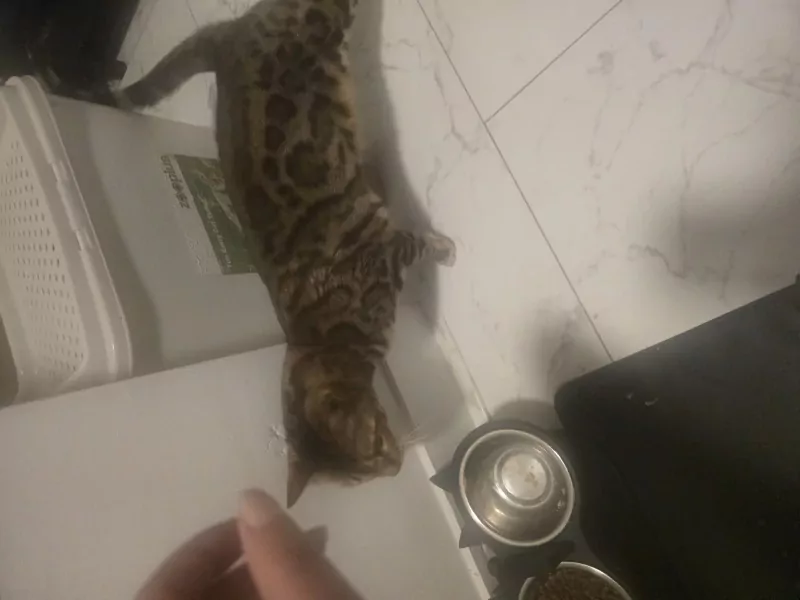 5 jarig bengaals poes zoekt nieuwe huisje - afbeelding 1