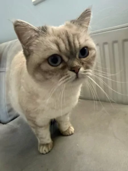 Brits korthaar blue point - afbeelding 3