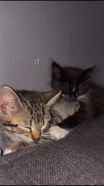 Kittens te koop - afbeelding 1