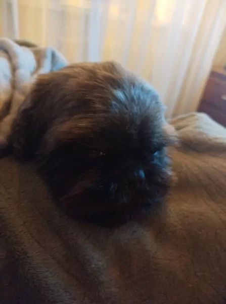 Zeer lieve hond die zindelijk is - afbeelding 3