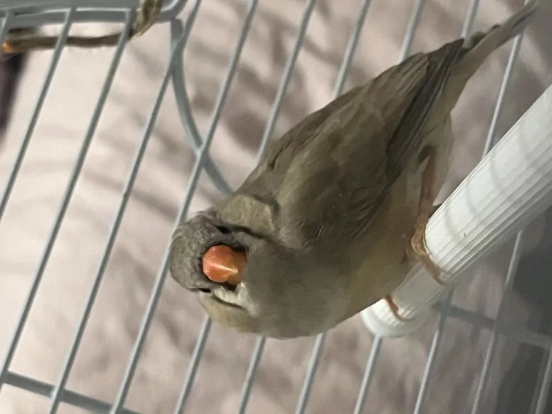 Zebravink Poppetjes - afbeelding 4