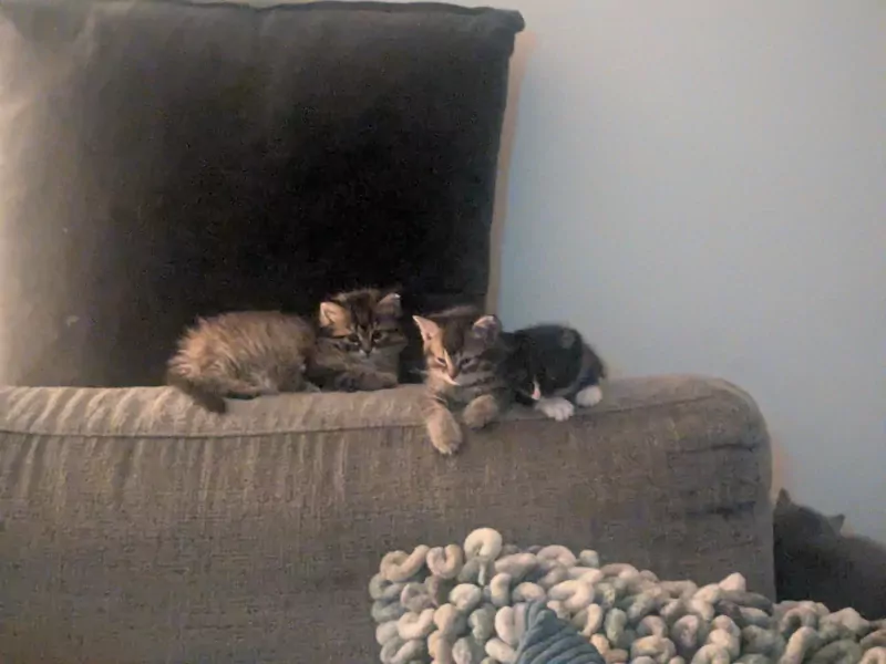 Super lieve langharige kitten - Cyborg - afbeelding 3