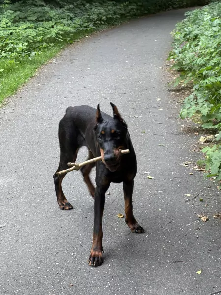 Doberman - afbeelding 2