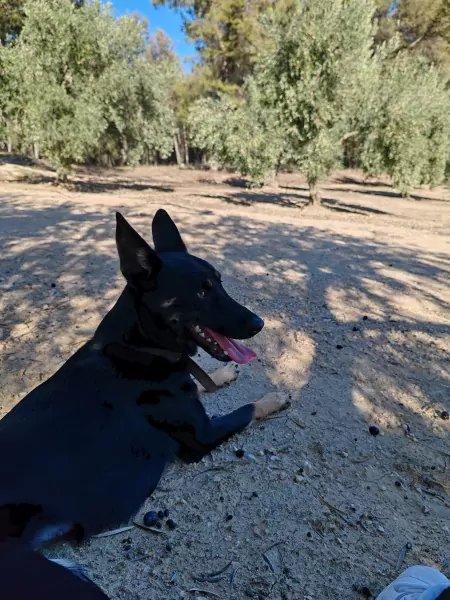 Nieuwe thuis gezocht voor Bo - afbeelding 5