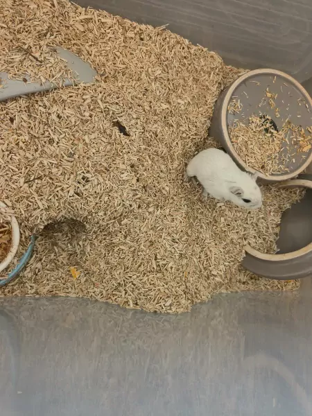 Gerbils + bak te koop - afbeelding 5