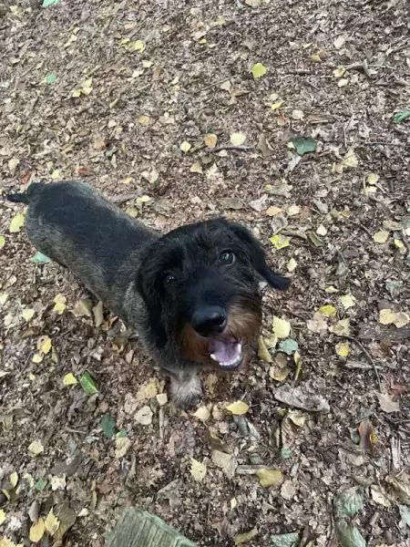Liefdevol thuis gezocht voor mijn teckel 🐾 - afbeelding 2