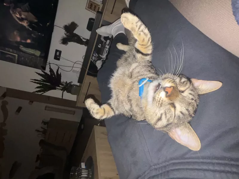 Ideale knuffel kat zoekt baasje - afbeelding 1