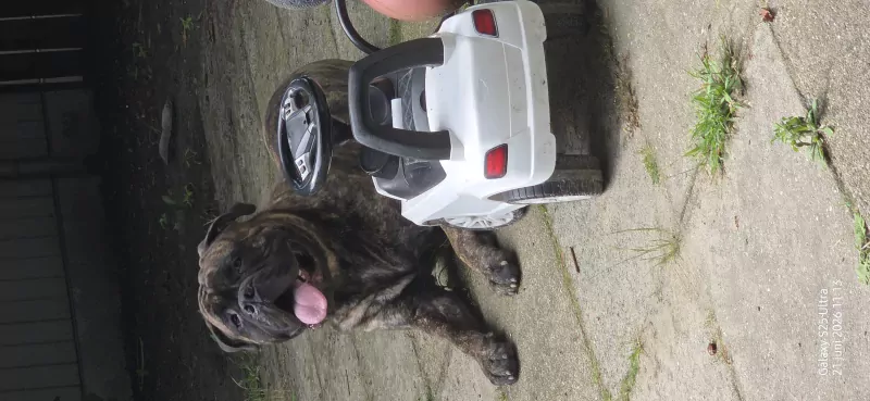 Bull mastiff buddy - afbeelding 3
