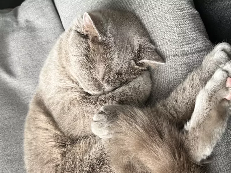 Britse Korthaar Coco zoekt een liefdevol nieuw thuis 🐾 - afbeelding 5