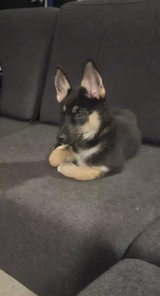 Wegens omstandigheden te koop - afbeelding 3