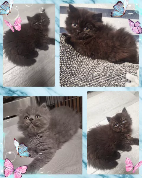 Brits langhaar kitten - afbeelding 3