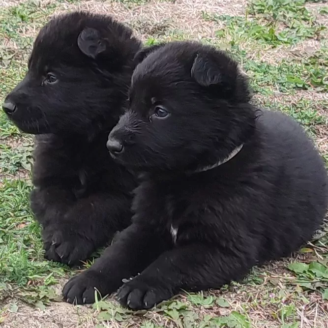 Prachtige zwarte Duitse Herder pups - afbeelding 4