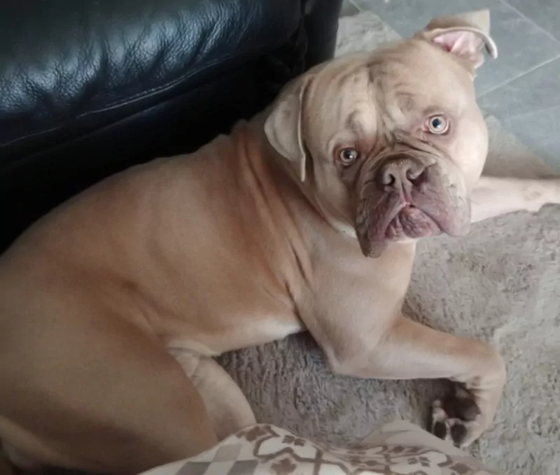 American bully - afbeelding 4