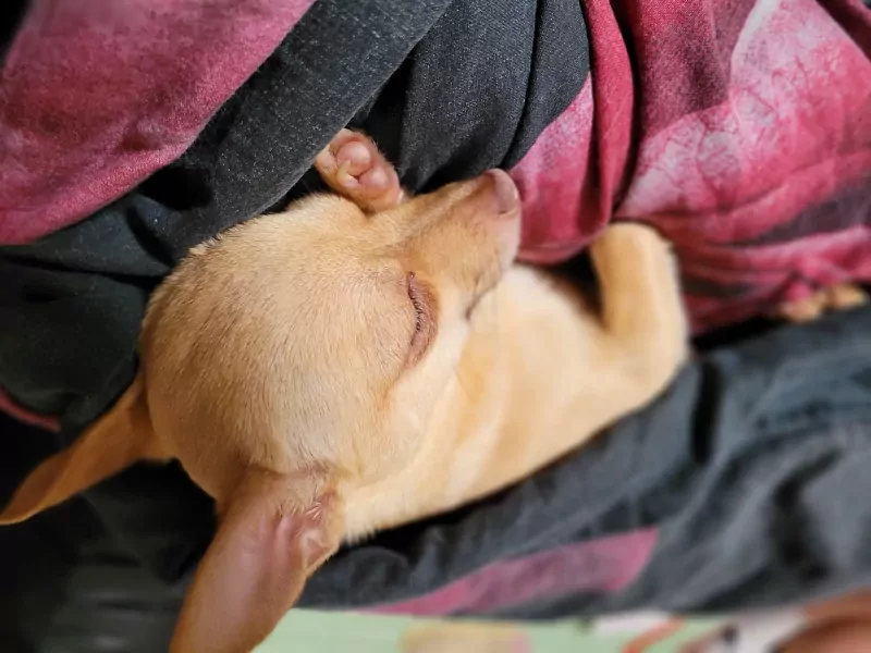 Lieve pomchi meisje - afbeelding 2