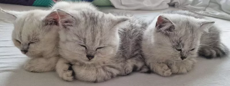 Britse Korthaar kittens katers - afbeelding 1