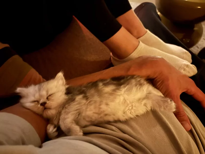 Nog 1 Brits Langhaar kitten te koop - afbeelding 5