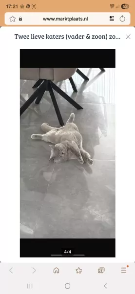 Te koop 2 katten vader en zoon - afbeelding 3