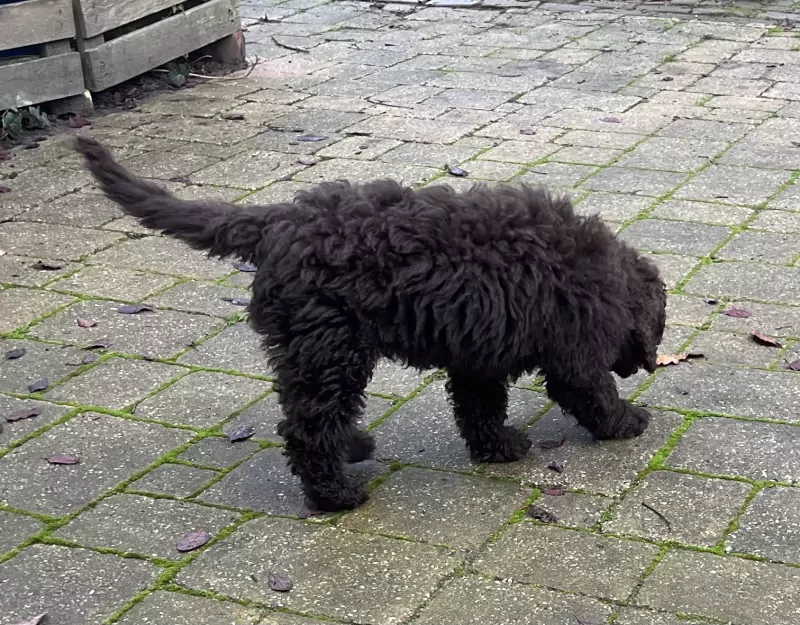 Labradoodle pup te koop - afbeelding 6