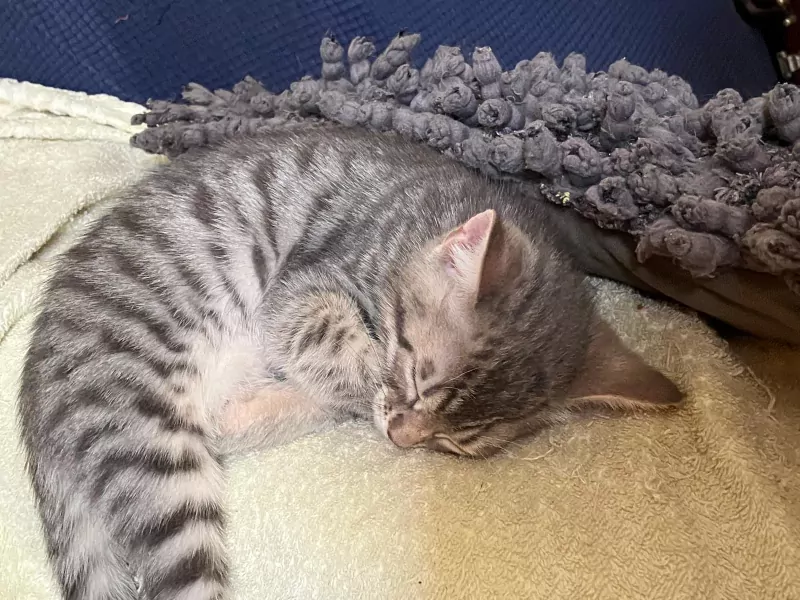 Twee lieve Bengaalse kittens - afbeelding 5