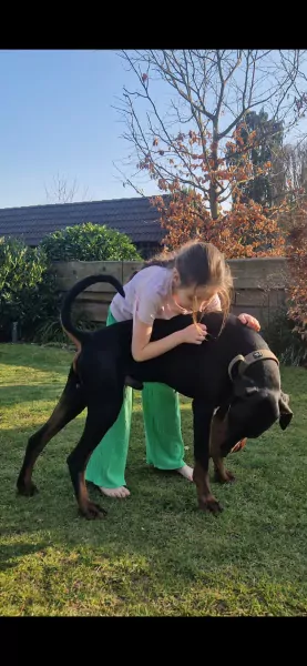 Lieve prachtige Dobermann reu te koop - afbeelding 5