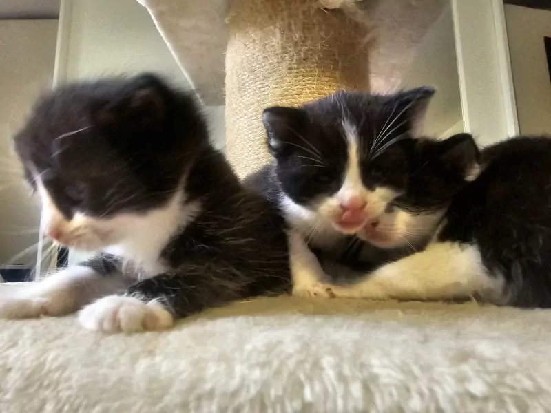Ragdoll kittens - afbeelding 2