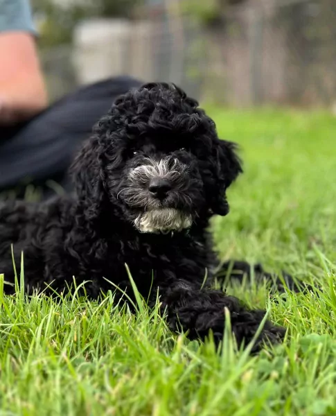 Twee cockapoo pups zoeken een baasje - afbeelding 2
