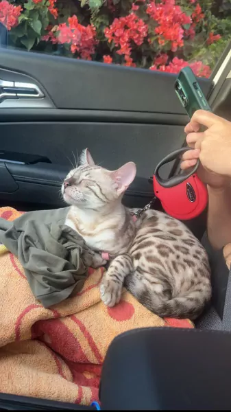 Seal lynx vol ras Bengaalse kater 1 jaar oud - afbeelding 6