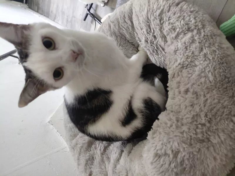 Een lieve poes genaamd Bella - afbeelding 4
