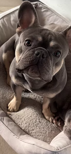 Aanhankelijke Franse bulldog reu van 1,5 jaar - afbeelding 5